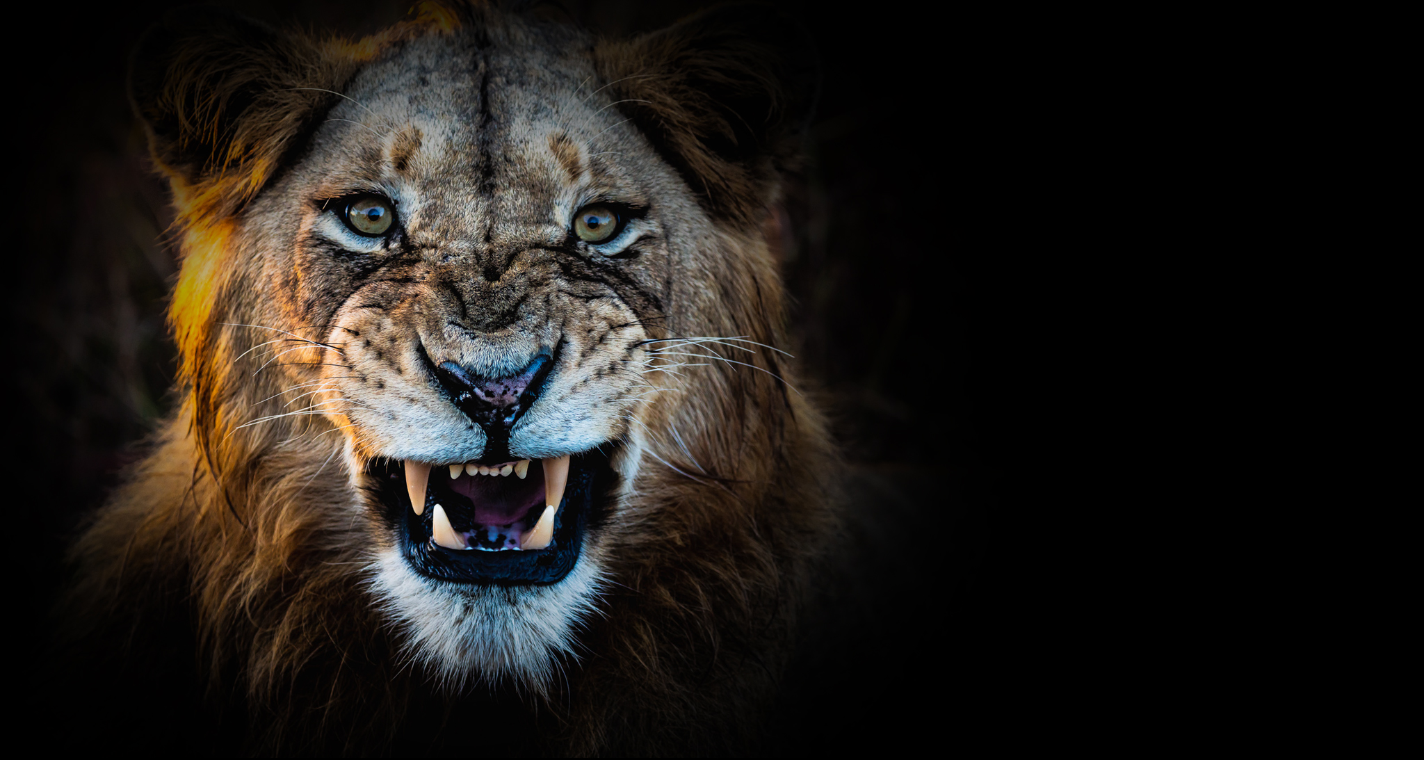Kruger Park Photography Lion Hero