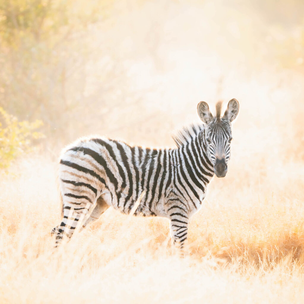 Kruger Park Photography - Zebra Intro