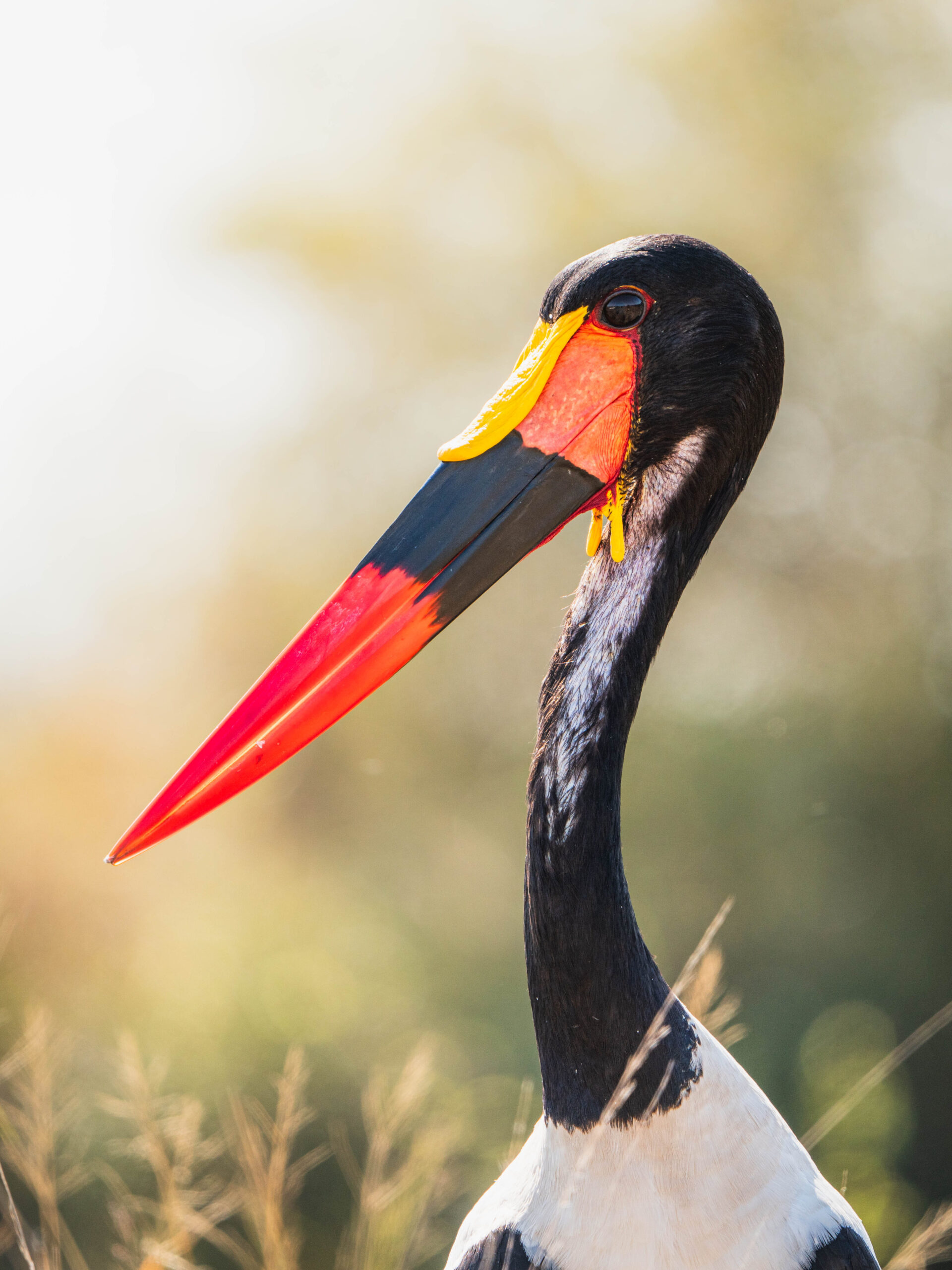 Saddle-Billed Stork Bird Photography Safari