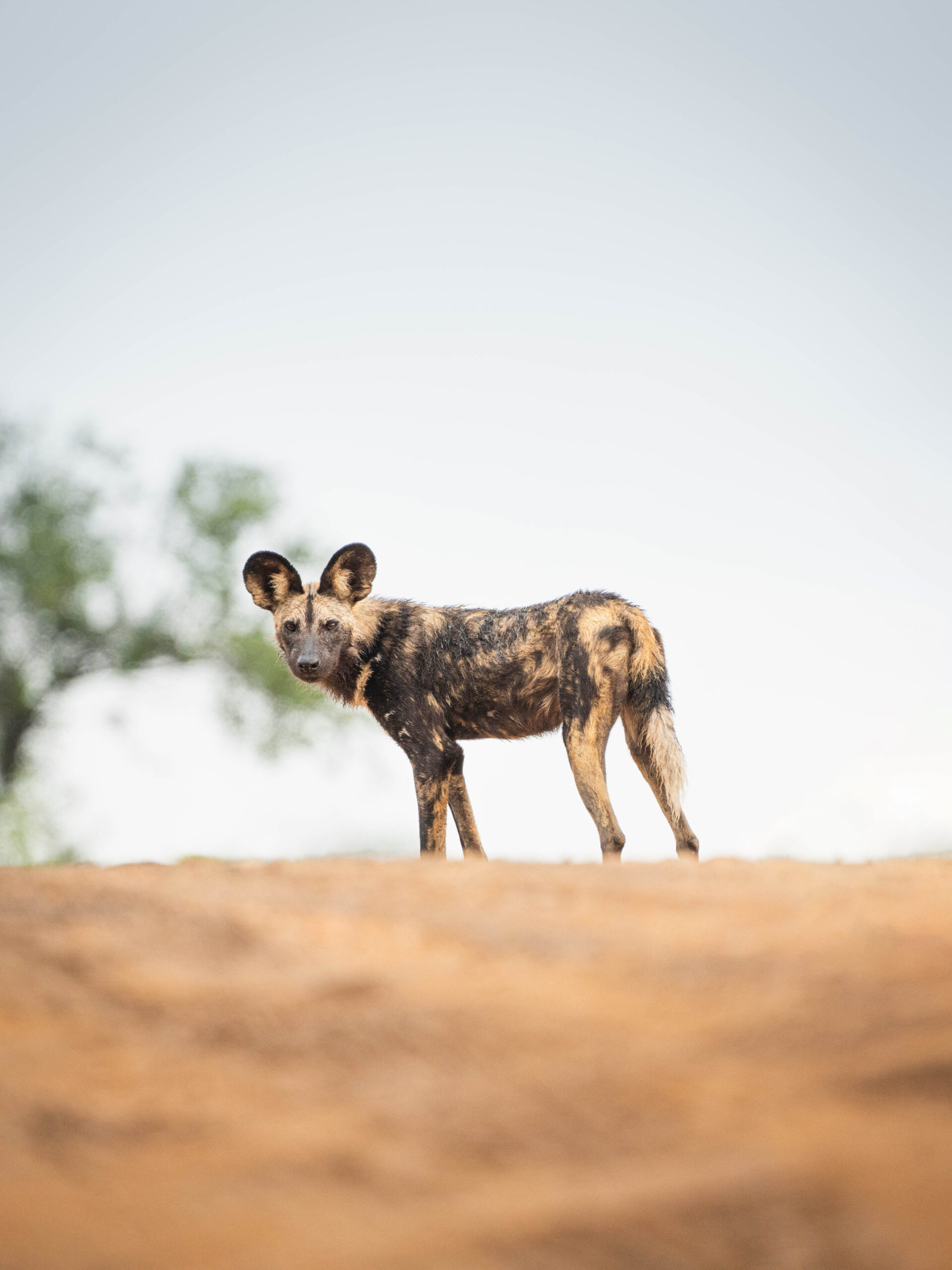 Wildlife Photography in the Kruger Park